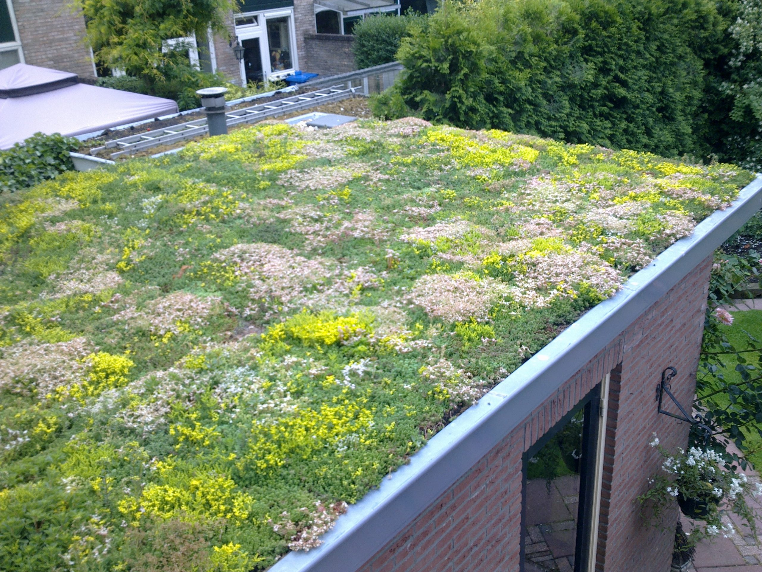 groendak sempergreen