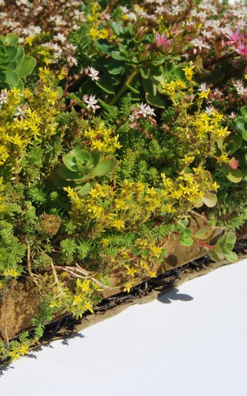 aanbieding sedum dak tray